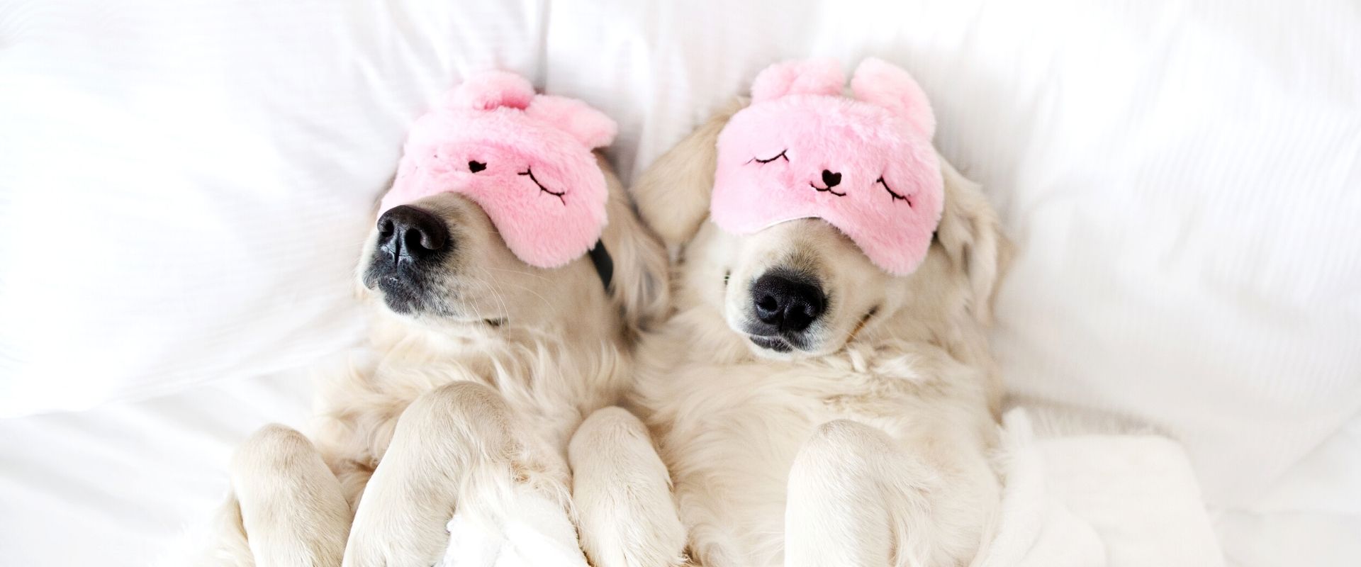 Famous Pet Stays Hero Banner