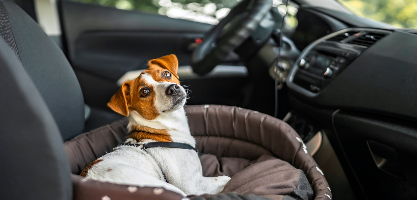 Four-legged Friend Road Trip